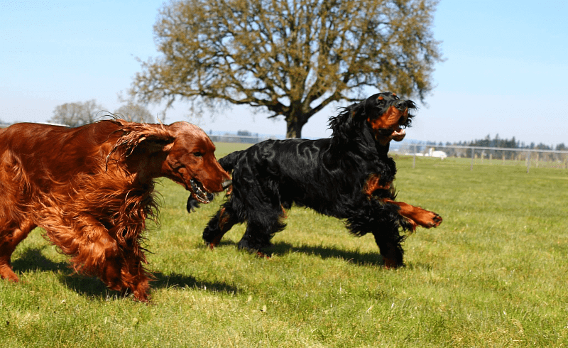 Сеттер гордон - характер