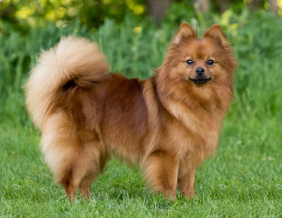 Флорентийский шпиц