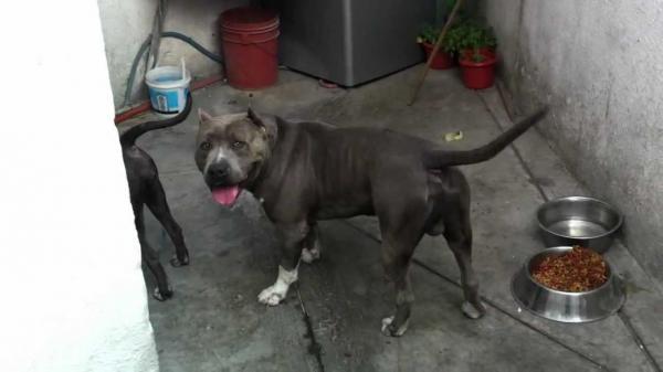 синеносый питбуль