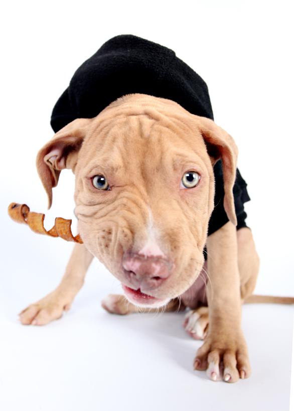 Красноносый питбуль