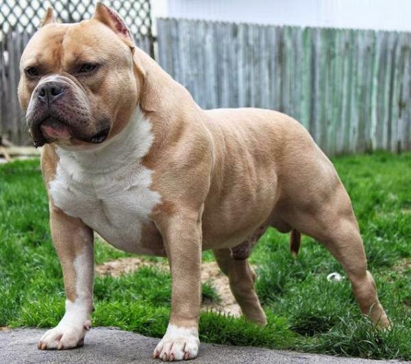 Американский булли