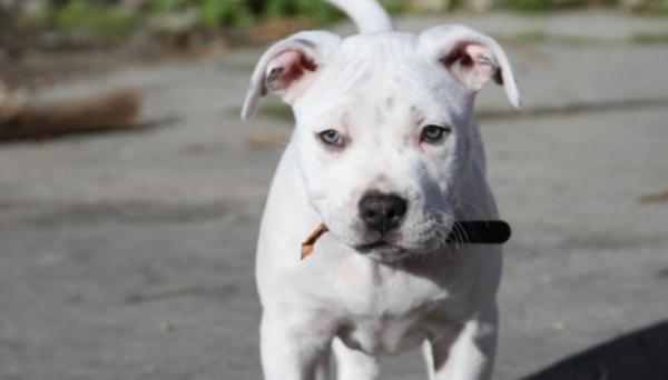 Кобра питбуль