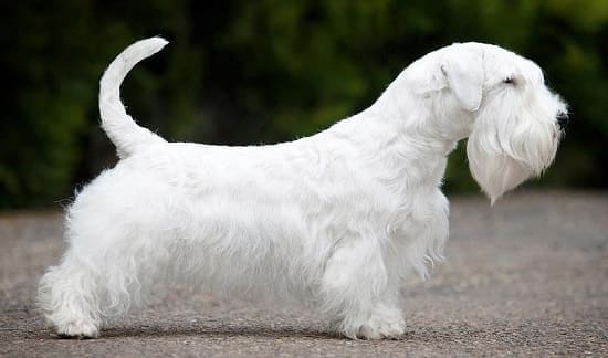 Силихем терьер Силихем терьер