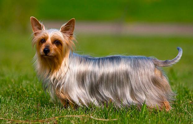 Силки-терьер