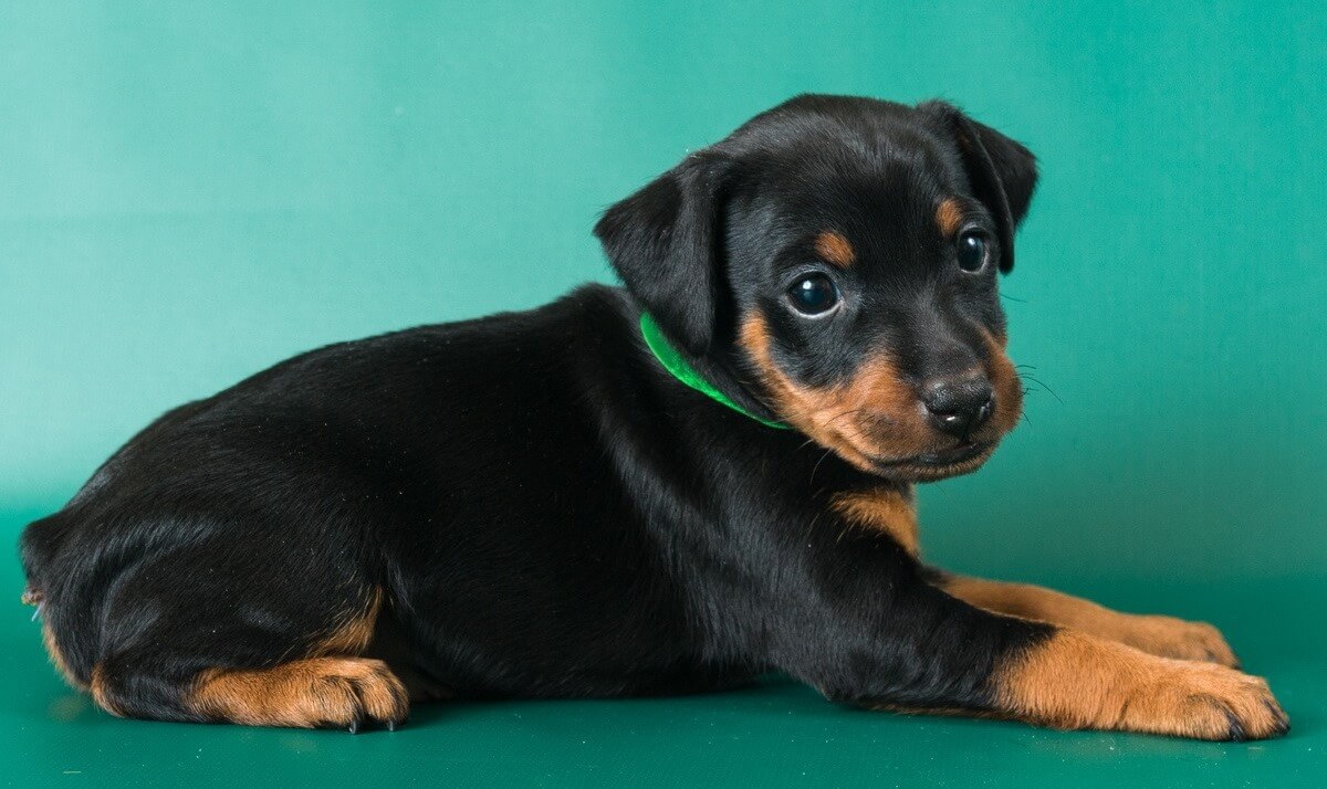 щеночек цвергпинчера