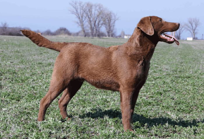 Чесапик бэй ретривер - история