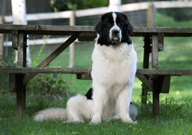 Ландзир - история