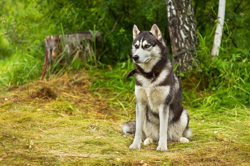 Аляскинский маламут
