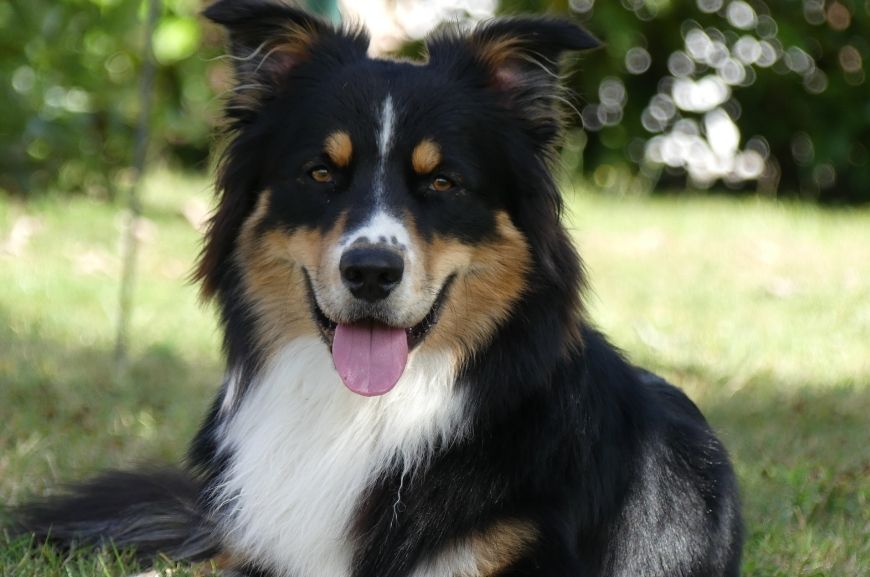 Австралийская овчарка