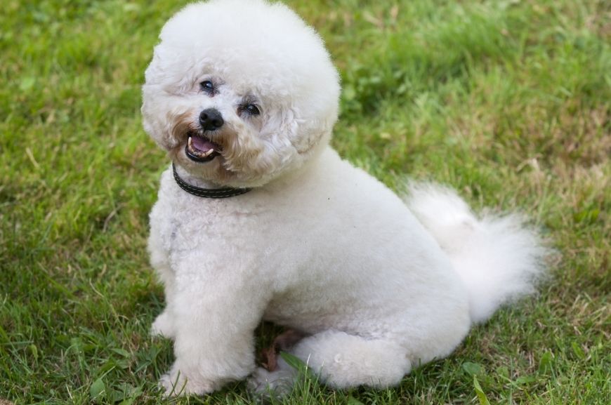 Бишон фризе