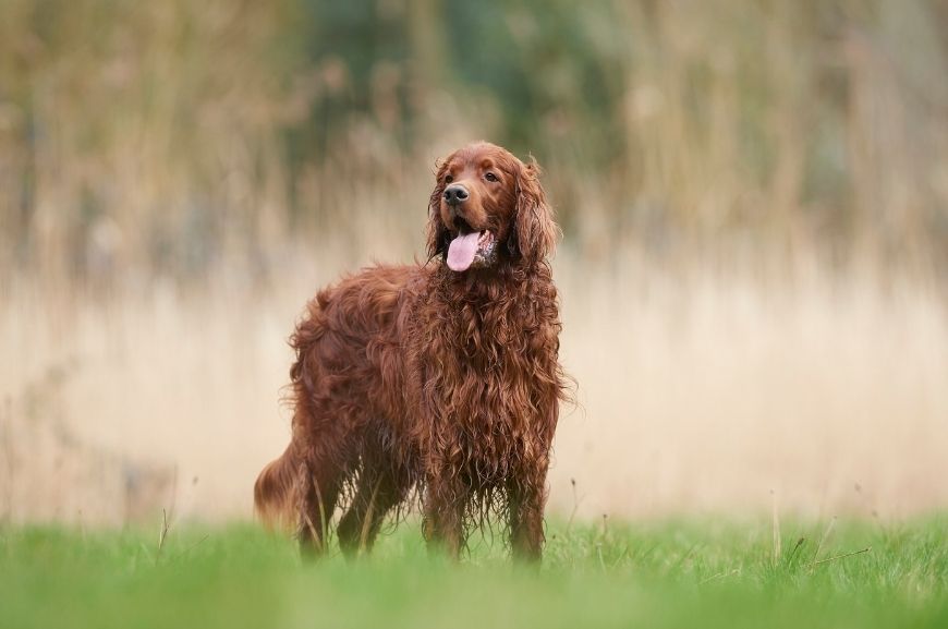 Ирландский сеттер