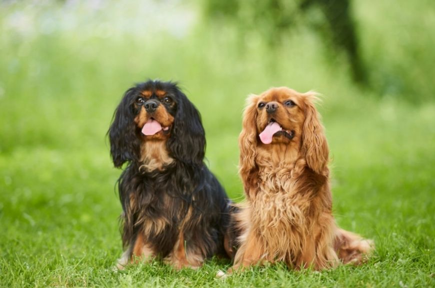 Кавалер-кинг-чарльз-спаниель