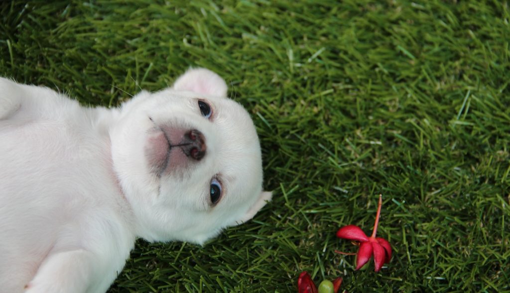 размеры чихуахуа таблица по возрасту