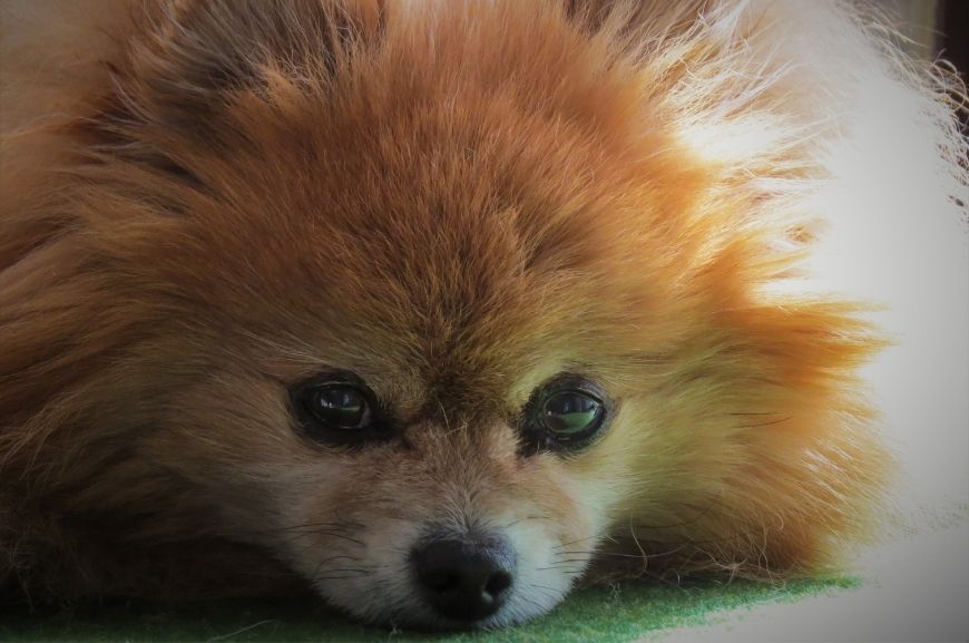 Померанский шпиц