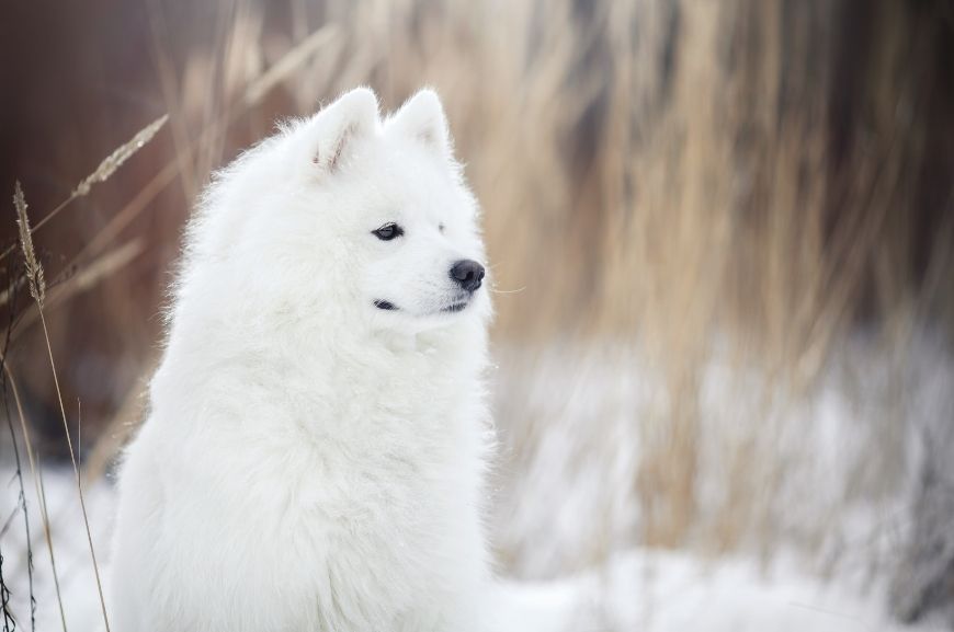Самоедская собака