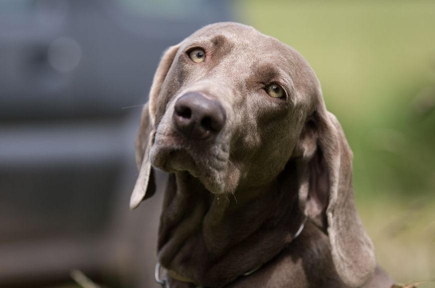 Веймаранер