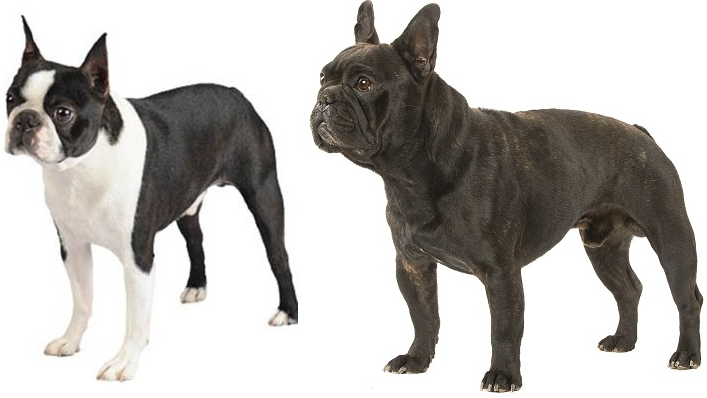 Бойцовские породы собак с фото, названиями и описаниями