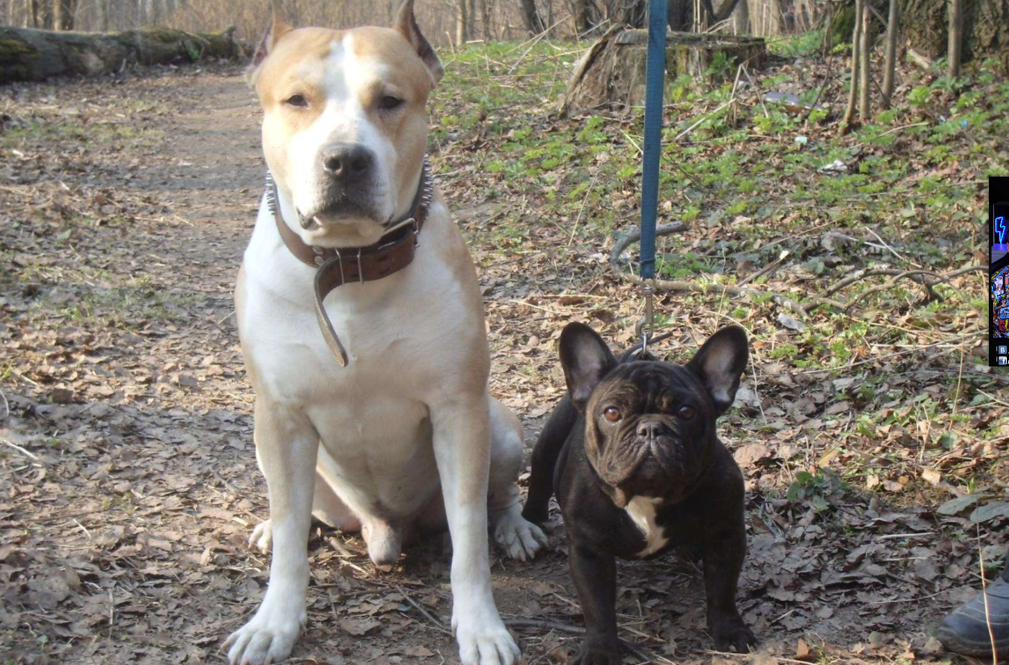 Бойцовские породы собак с фото, названиями и описаниями