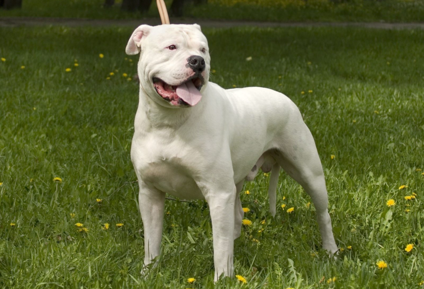 Бойцовские породы собак с фото, названиями и описаниями