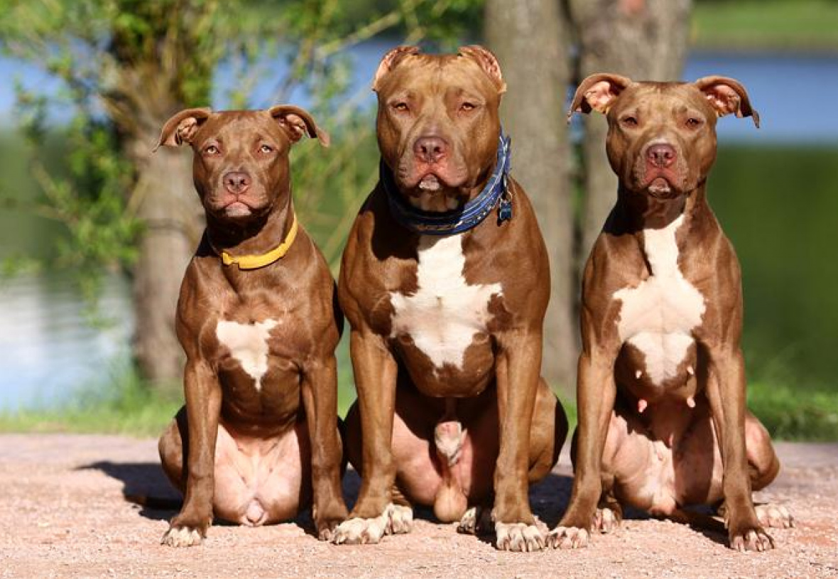 Бойцовские породы собак с фото, названиями и описаниями