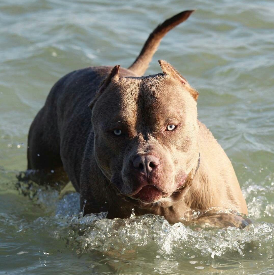 Бойцовские породы собак с фото, названиями и описаниями