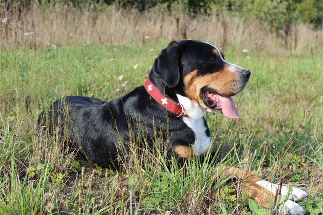 Приучение к ошейнику и поводку