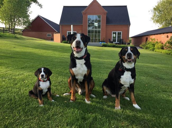 Что разрешать щенку, а что нет