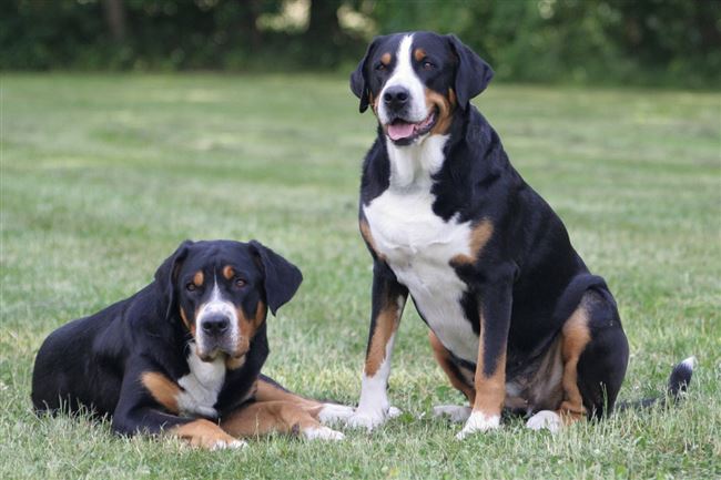 Ознакомление с начальными командами