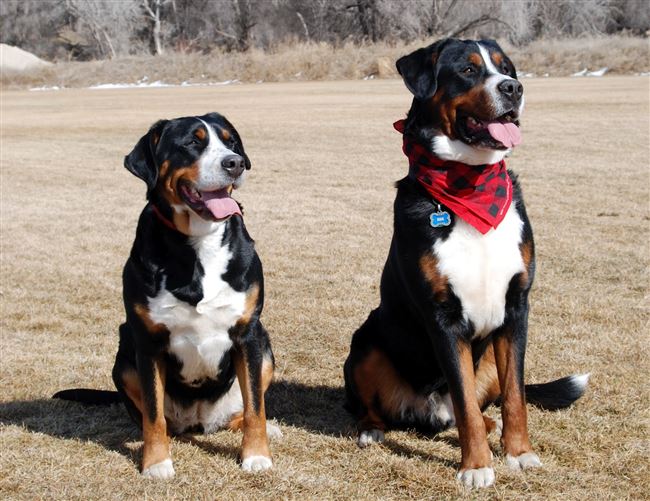 Дрессировка в 2 месяца. Воспитание