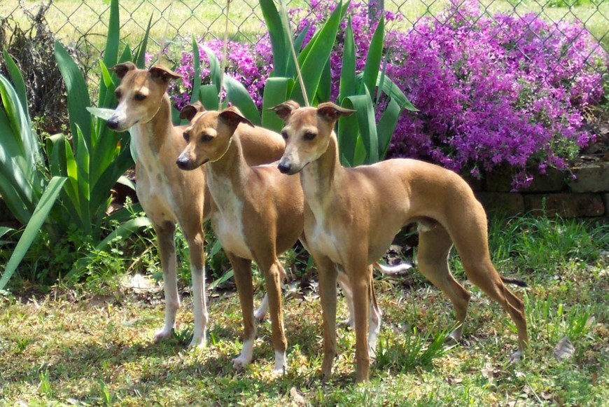 итальянский грейхаунд левретка характер