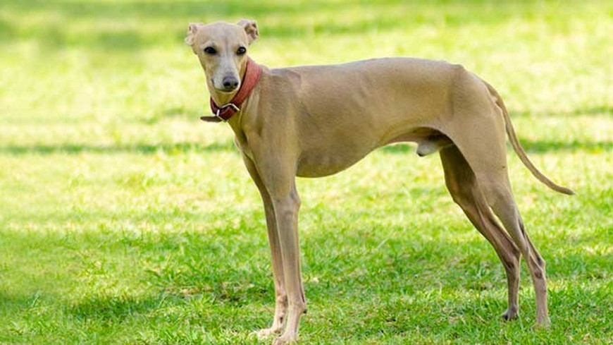 итальянская левретка