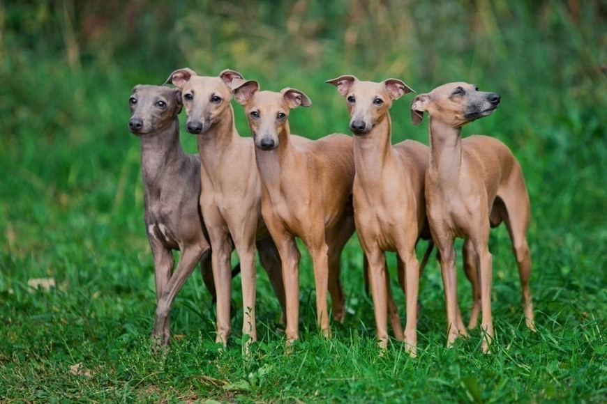 левретка порода собак