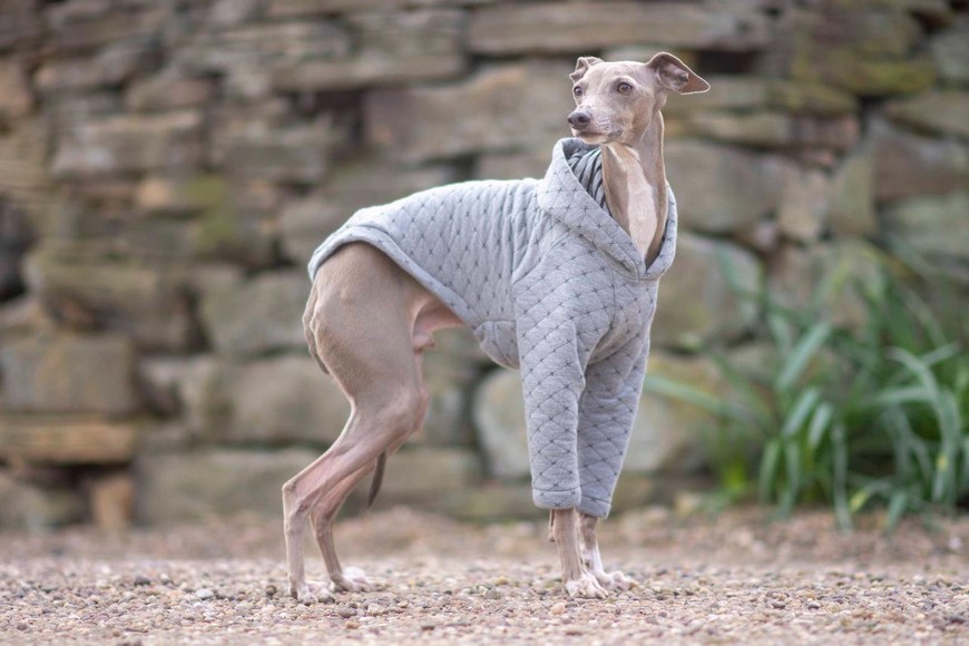 итальянская борзая