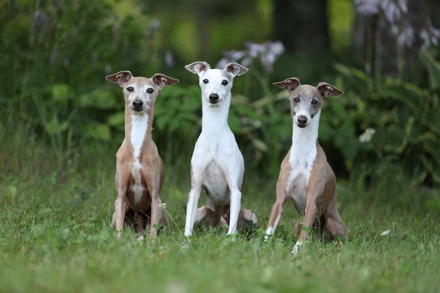 порода собак левретка