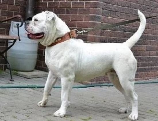 Американский бульдог Американский бульдог