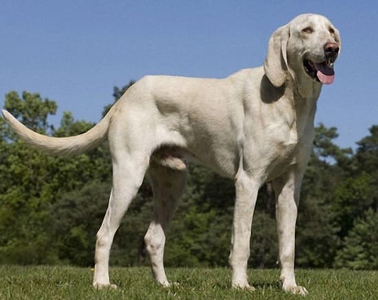 Гончая бийи Гончая бийи