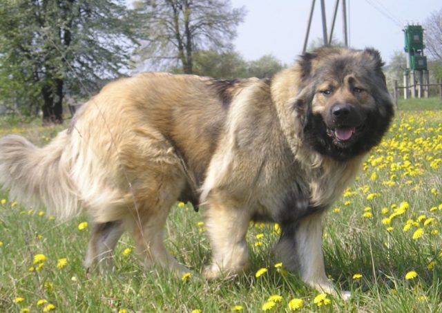 ТОП-30 впечатляющих русских пород собак