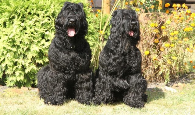 ТОП-30 впечатляющих русских пород собак