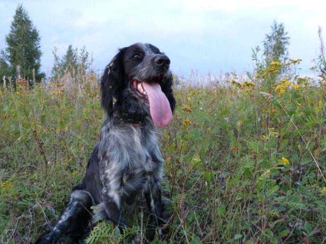 ТОП-30 впечатляющих русских пород собак