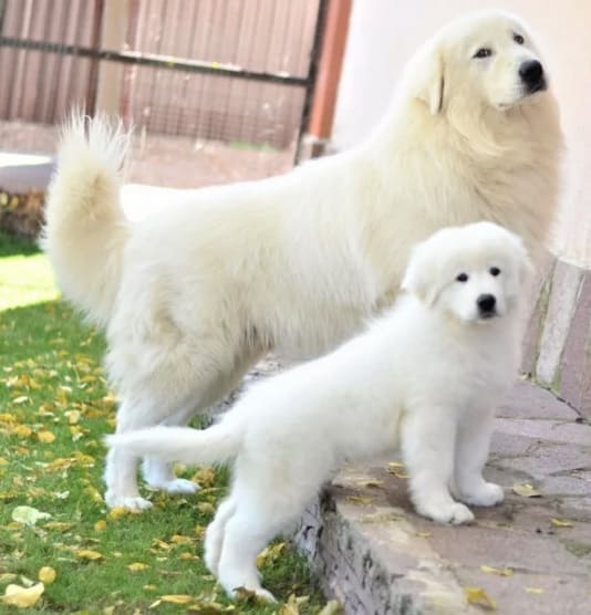 Маремма-абруццкая овчарка со щенком Маремма-абруццкая овчарка со щенком