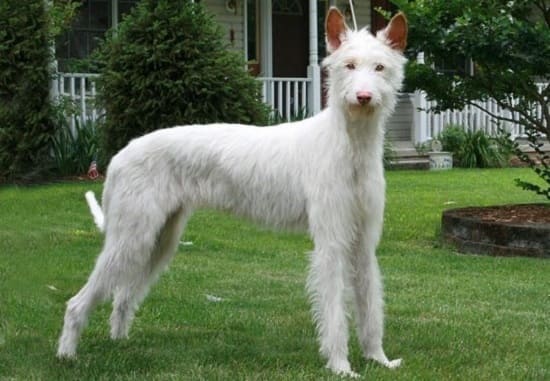 Поденко ибиценко жествошерстный Поденко ибиценко жесткошерстный