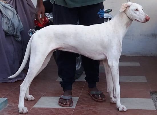 Раджапалайям Раджапалайям