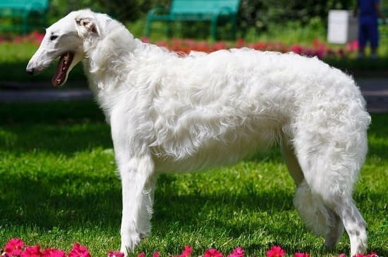 Русская псовая борзая Русская псовая борзая