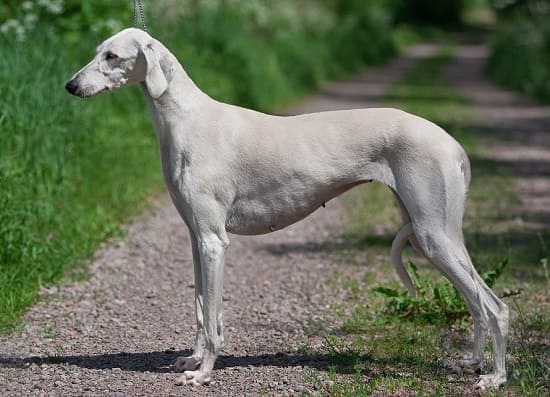 Салюки короткошерстный Салюки короткошерстный