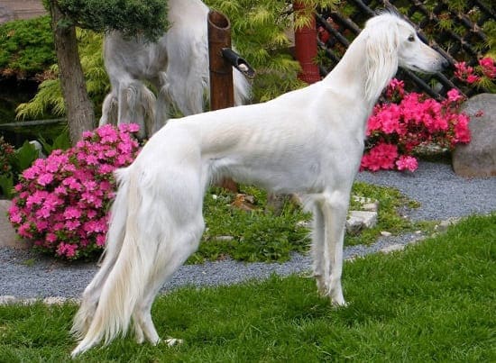 Салюки Салюки