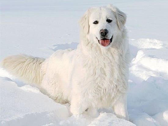 Словацкий чувач Словацкий чувач