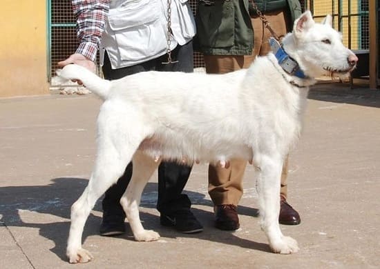 Вальдуэза Вальдуэза