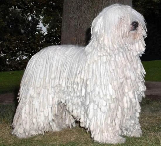 Комондор Комондор