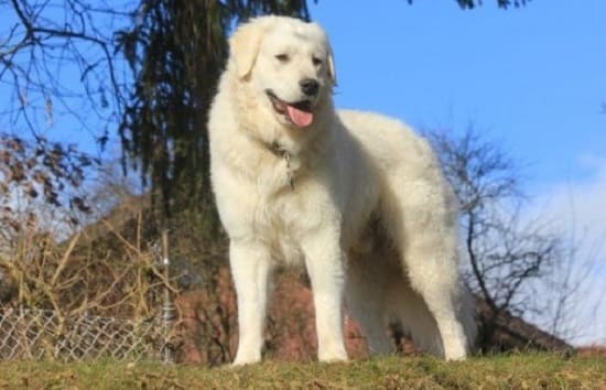 Венгерский кувас Венгерский кувас