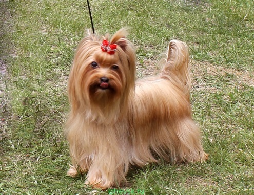 ТОП-30 впечатляющих русских пород собак